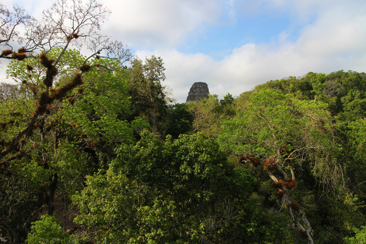 Temples rising up through the jungle at Tikal