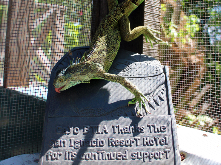 The Belize Iguana Project depends on supporters and donations