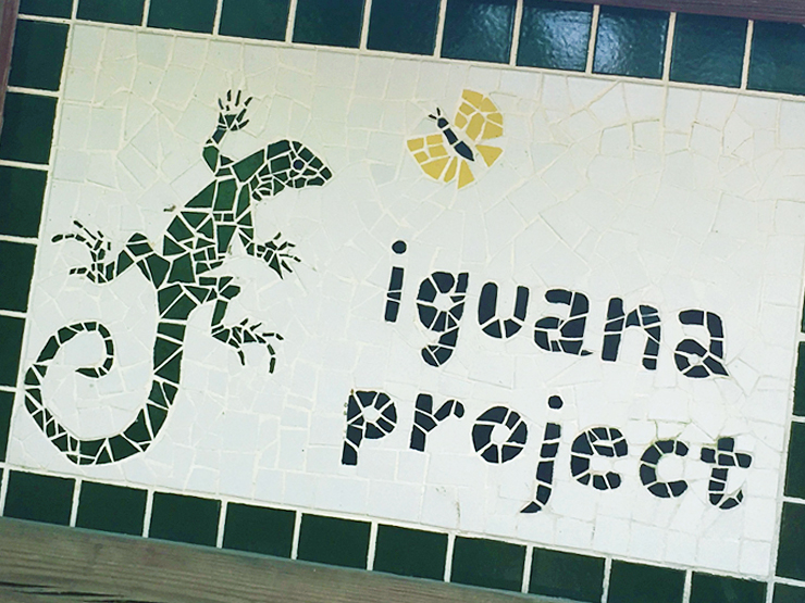 The Belize Iguana Project