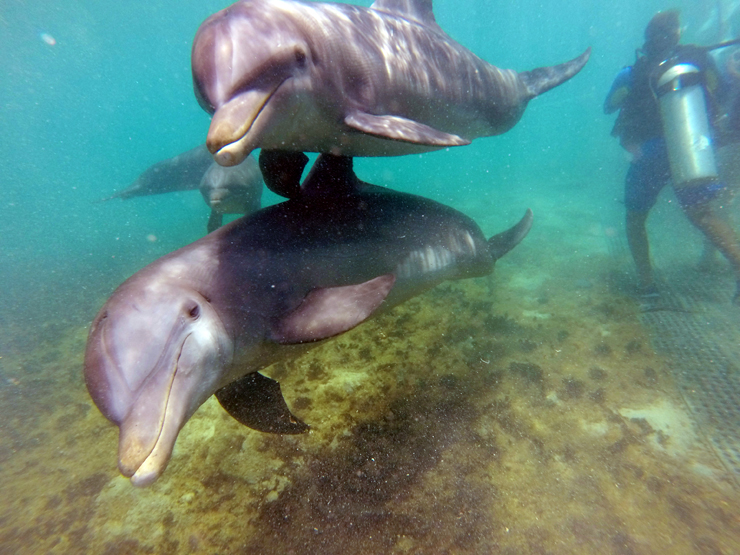 Dolphin Cove Ocho Rios