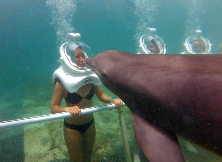 Sea Trek Dolphin Cove Ocho Rios
