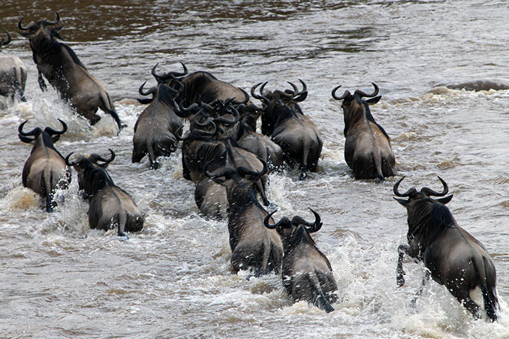 Kenya, Masai Mara, Masai, Kananga International, Julia's River Camp, Safari, East Africa, Wildebeest, Migration, The Great Migration, Mara River