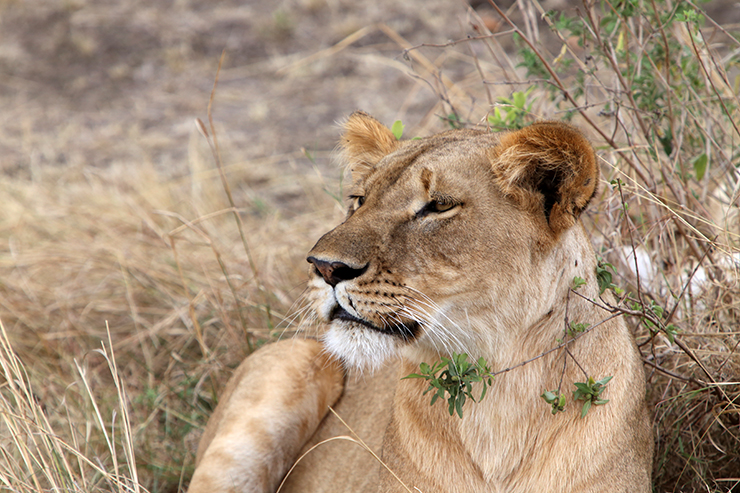 Kenya, Masai Mara, Masai, Kananga International, Julia's River Camp, Safari, East Africa, Lion, Lions, Big 5, the big five