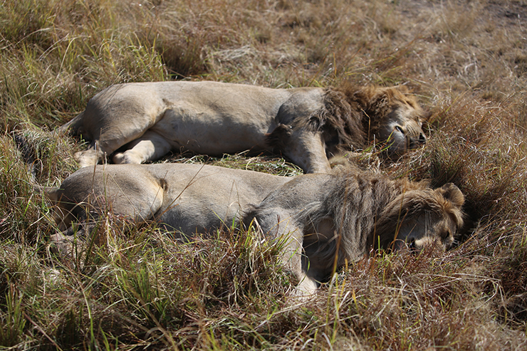 Kenya, Masai Mara, Masai, Kananga International, Julia's River Camp, Governors Camp, Safari, East Africa, Lion, Lions, Big 5, the big five
