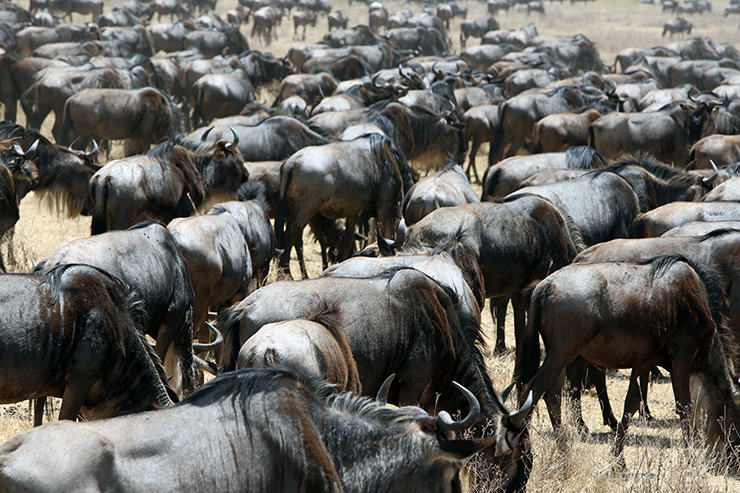 Kenya, Masai Mara, Masai, Kananga International, Julia's River Camp, Safari, East Africa, Wildebeest, Migration, The Great Migration