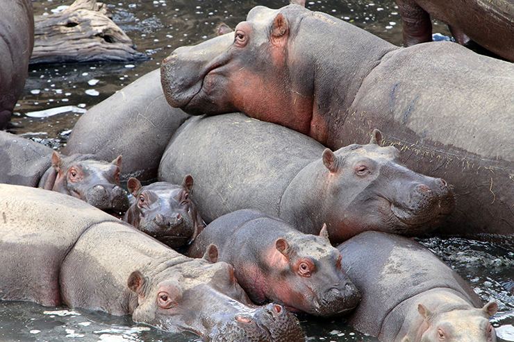 Kenya, Masai Mara, Masai, Kananga International, Julia's River Camp, Safari, East Africa, Hippo, Hippos, Hippo Pool, Hippopotamus Migration, The Great Migration 