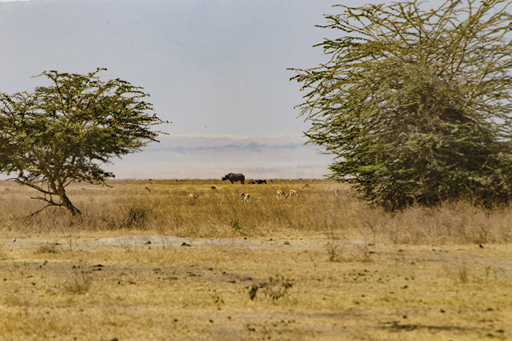 Ngorongoro Crater, Serengeti, Tanzania,