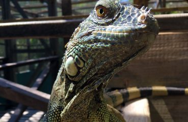 The Belize Iguana Project