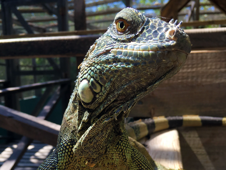 The Belize Iguana Project