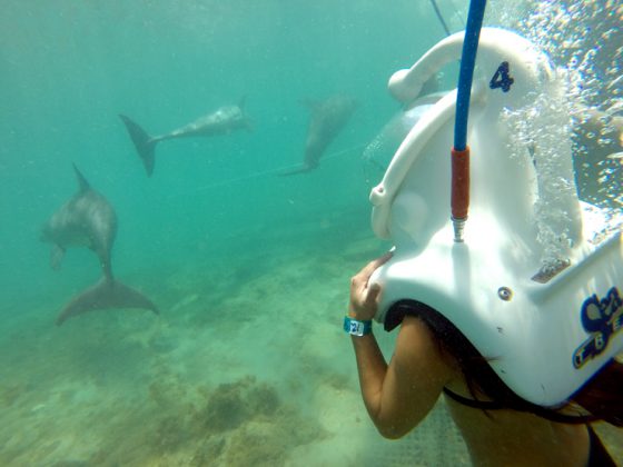 Walking with Dolphins