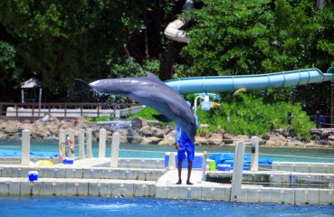 Dolphin Cove Ocho Rios