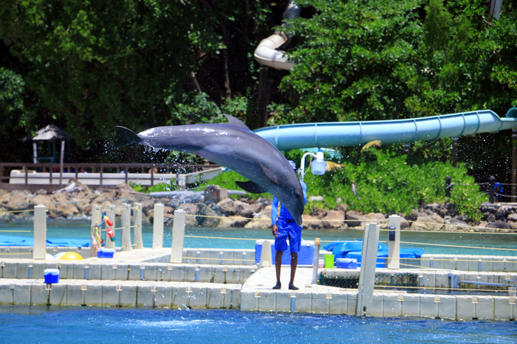 Dolphin Cove Ocho Rios