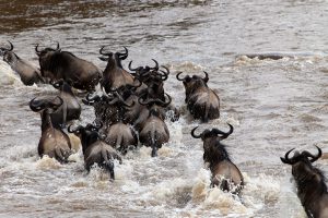 Julia's River Camp, masai mara, kananga international, safari