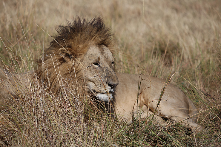 Kenya, Masai Mara, Masai, Kananga International, Julia's River Camp, Governors Camp, Safari, East Africa, Lion, Lions, Big 5, the big five