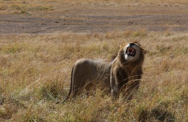 Kenya, Masai Mara, Masai, Kananga International, Julia's River Camp, Safari, East Africa, Lion, Lions, Big 5, the big five