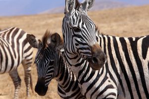 Zebras in the Masai Mara, Safari, Serengeti, Essential Africa, Kenya, Tanzania, Zanzibar