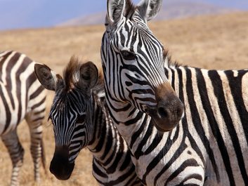 Zebras in the Masai Mara, Safari, Serengeti, Essential Africa, Kenya, Tanzania, Zanzibar