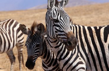 Zebras in the Masai Mara, Safari, Serengeti, Essential Africa, Kenya, Tanzania, Zanzibar
