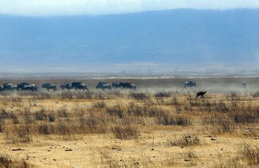 acacia farm lodge, Tanzania, Karatu, Ngorongoro, Ngorongoro crater, safari, napanda safaris, Lake Mantra, Serengeti