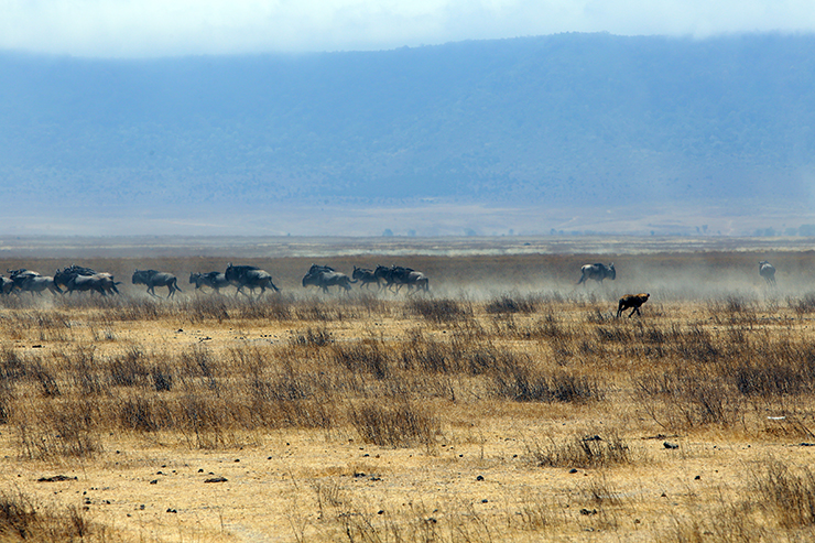 acacia farm lodge, Tanzania, Karatu, Ngorongoro, Ngorongoro crater, safari, napanda safaris, Lake Mantra, Serengeti