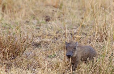 Kenya, Masai Mara, Masai, Kananga International, Julia's River Camp, Safari, East Africa, warthog, warthogs, Tanzania, Napanda Safaris, Acacia Farm Lodge, Ngorongoro Crater, Lake Mantra, Serengeti