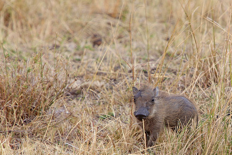 Kenya, Masai Mara, Masai, Kananga International, Julia's River Camp, Safari, East Africa, warthog, warthogs, Tanzania, Napanda Safaris, Acacia Farm Lodge, Ngorongoro Crater, Lake Mantra, Serengeti