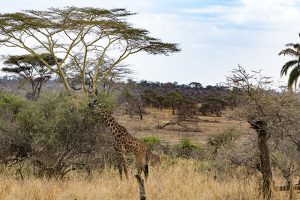 Four Seasons Serengeti, Serengeti National Park, East Africa, Infinity Pool, Tanzania, FSSafari, MyFSSafari, watering hole