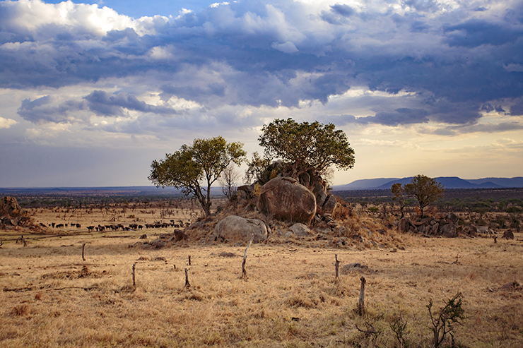 Four Seasons Serengeti, Serengeti National Park, East Africa, Infinity Pool, Tanzania, FSSafari, MyFSSafari, watering hole