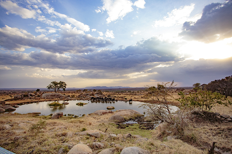 Four Seasons Serengeti, Serengeti National Park, East Africa, Infinity Pool, Tanzania, FSSafari, MyFSSafari, watering hole