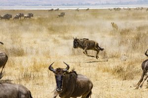 Ngorongoro Crater, Serengeti, Tanzania,