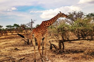 Four Seasons Serengeti Safari